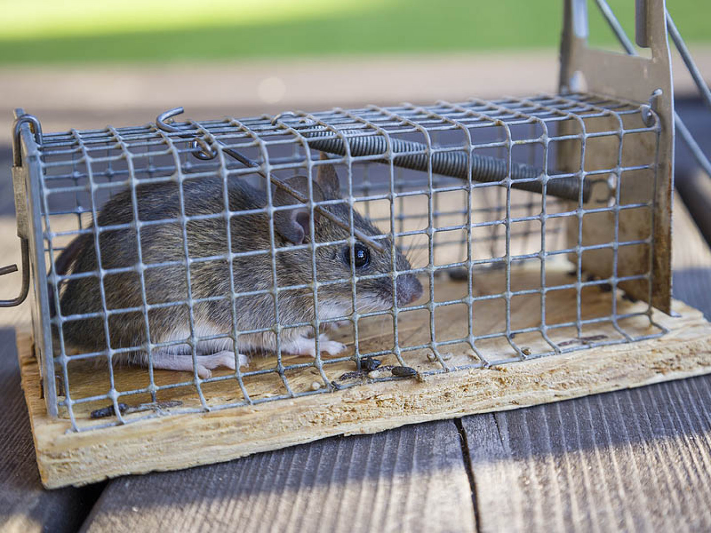 Exterior Rodent Control; Exterior Rodent Baiting | Gainesville and ...